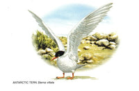 Postcards of paintings of island birds (Set of 4)