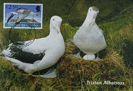 Maxi card - Tristan Albatross
