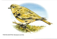 Postcards of paintings of island birds (Set of 4)