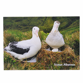 Tristan Albatross