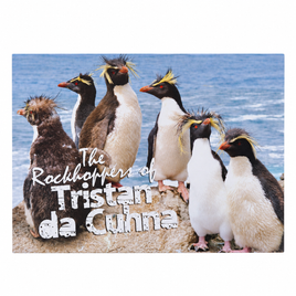 Rockhopper Penguins Postcard