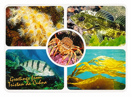 Marine Life with Five-Finger Postcard