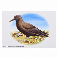 Paintings of Island Birds Postcards – Set of 4