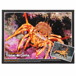 Tristan Rock Lobster Postcard