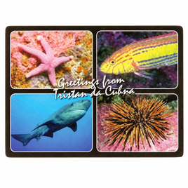 Marine Life with Rock Shark Postcard