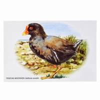 Paintings of Island Birds Postcards – Set of 4