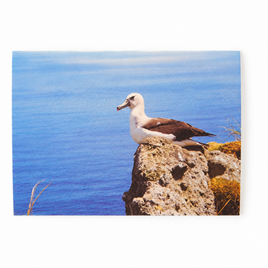 Atlantic Yellow-Nosed Albatross Postcard ( Pack of 3 )
