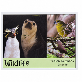 Postcard: Wildlife from the remote islands of Tristan da Cunha