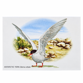 Paintings of Island Birds Postcards – Set of 4