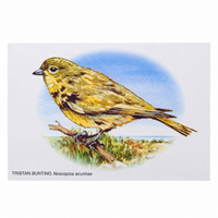Paintings of Island Birds Postcards – Set of 4