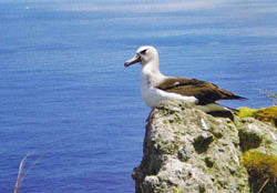 Atlantic Yellow-Nosed Albatross Postcard ( Pack of 3 )