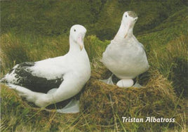 Tristan Albatross