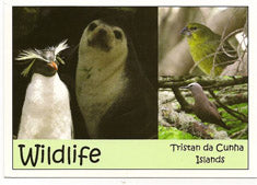 Postcard: Wildlife