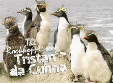 Rockhopper Penguins Postcard