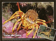 Rock Lobster Postcard